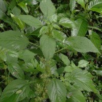 Acalypha ciliata Forssk.